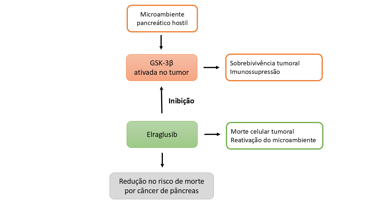 noticia-cientifica20260526-noticia-015-novo-alvo-no-cancer-de-pancreas.png
